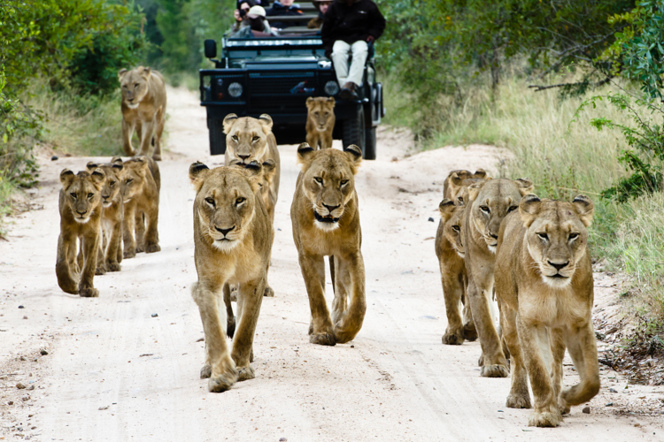 Top 3 South African Safari Camps to See Lion Prides