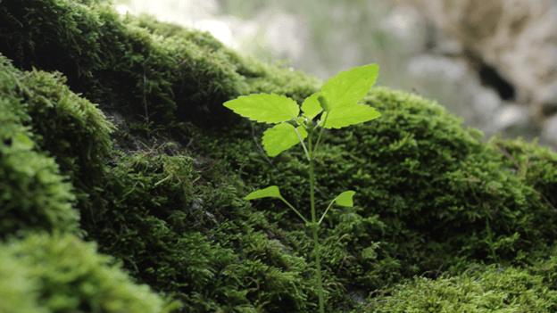 How 1990s Ideas Shaped Today’s ESG Regulations