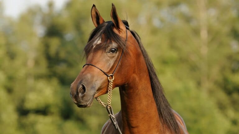 Arabian Horse Breeding: Preserving Beauty, Bloodlines, and Timeless Excellence