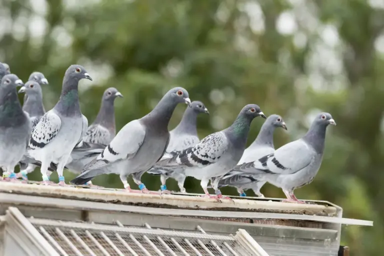 Professional Bird Control Services: Protecting Commercial and Industrial Properties Across the UAE